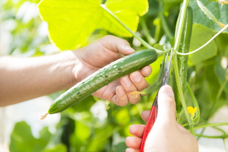 野菜やお米の栽培のスタッフ募集